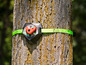 Un mur d'escalade Slackers fixé à un arbre avec une sangle verte.