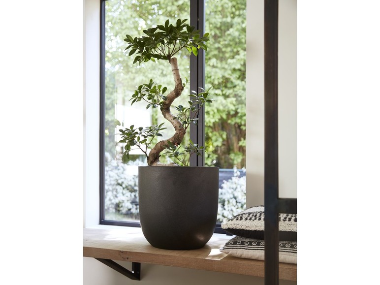 Un bonsaï dans un pot noir sur une étagère en bois.