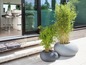 Deux plantes de bambou dans des pots ronds pour un espace extérieur moderne.