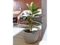 Un ficus dans un pot gris dans un intérieur moderne.