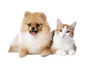 Un chien poméranien et un chat allongés côte à côte.