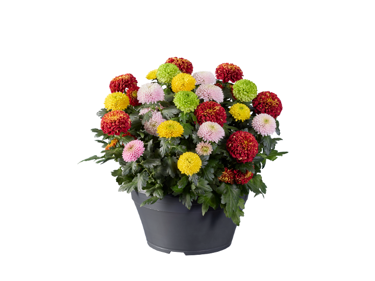 Pot de chrysanthèmes colorés avec des fleurs rouges, jaunes, roses et vertes.