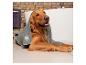 Golden retriever enveloppé dans une serviette Vileda après le bain.