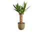 Plante de yucca dans un pot beige sur fond noir