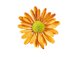 Marguerite orange à centre vert sur fond noir