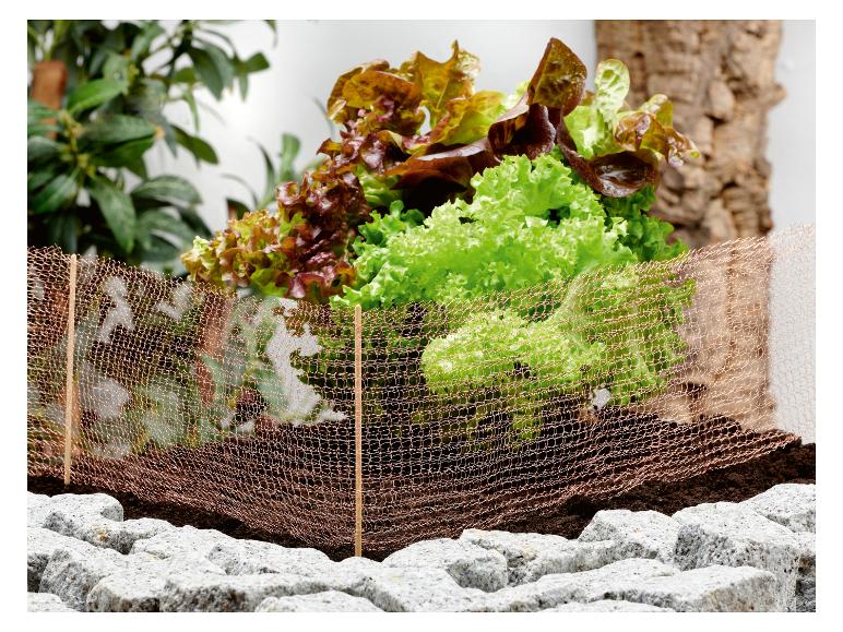 Salade fraîche dans un parterre avec filet de cuivre et pierres.