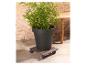 Plante en pot noir sur un dessous de pot avec roulettes.