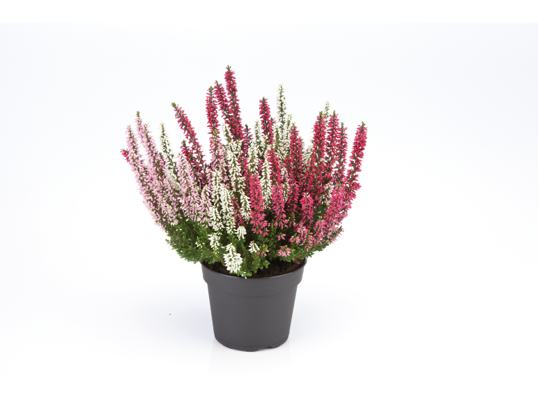 Plante de bruyère en pot avec des fleurs roses, blanches et rouges.