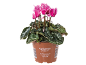 Cyclamen persicum à fleurs roses et feuilles vertes dans un pot en plastique marron.