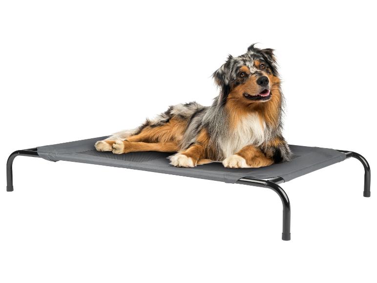 Berger australien allongé sur un lit pour chien surélevé gris.