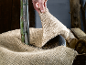 Main couvrant une plante avec une toile de jute pour la protection hivernale.