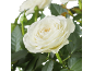 Rose blanche aux pétales doux et feuilles vertes, au premier plan.