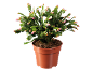 Cactus de Noël en pot avec des bourgeons roses