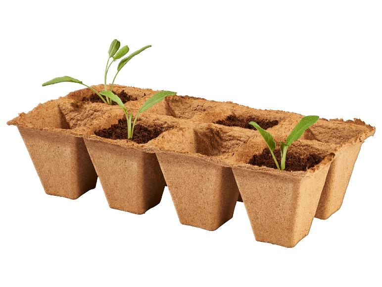 Barquette de semis avec de jeunes plantes vertes poussant dans des pots biodégradables.