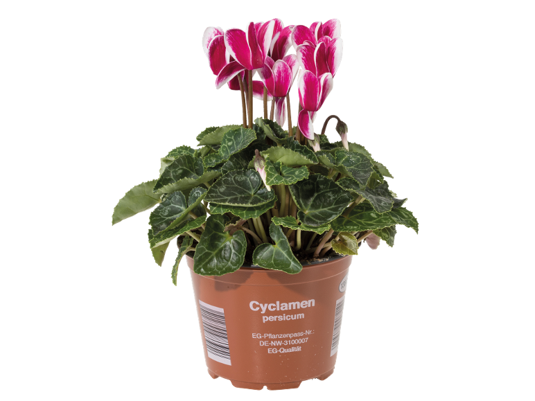 Cyclamen persicum en pot avec fleurs roses et blanches, feuilles vertes et texte.