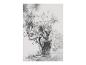 Un dessin au crayon de lys dans un vase