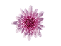 Chrysanthème rose vif sur fond noir.