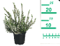 Plante de bruyère blanche en pot noir avec échelle de mesure de 25 cm.