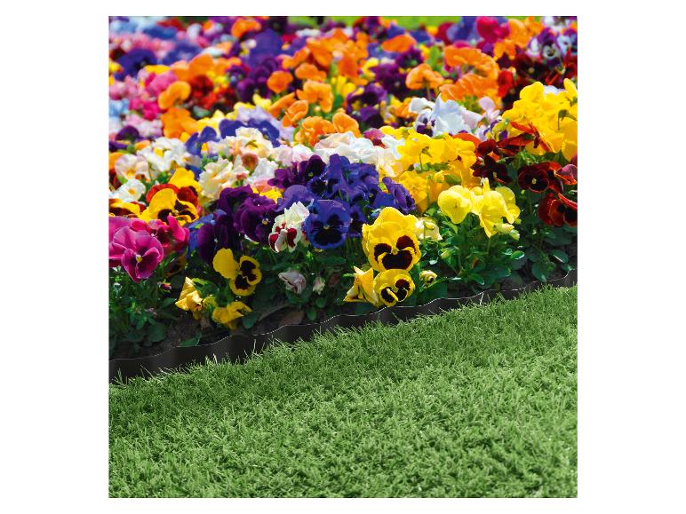Bordure de fleurs avec des pensées et une bordure en plastique noire le long de l'herbe.