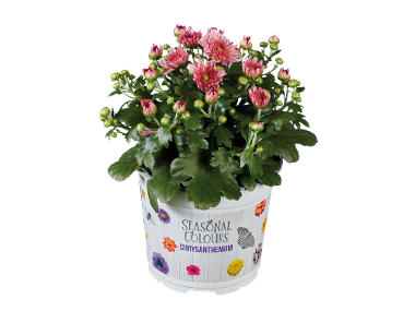 Chrysanthème Multifleur
