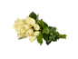 Bouquet de roses blanches aux tiges vertes attachées avec un élastique rose.