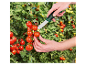 Une main coupe des tomates cerises mûres sur une plante avec un couteau Parkside.