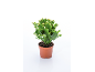Cactus de Noël en pot avec de nombreux bourgeons floraux blancs sur fond blanc.