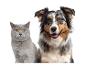 Un chat gris et un chien berger australien souriant côte à côte