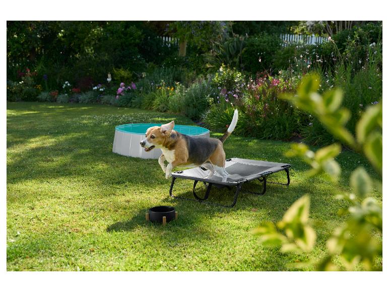 Beagle sautant sur un lit surélevé pour chien, avec une piscine pour chien en arrière-plan.