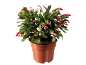 Plante de cactus de Noël en pot marron avec des bourgeons de fleurs roses.