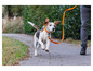 Un beagle courant sur un trottoir avec une laisse orange.