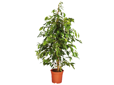 Grande Plante verte