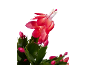 Fleur de cactus de Noël rouge vif avec feuilles vertes et bourgeons sur fond noir.