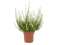 Plante de bruyère blanche dans un pot marron