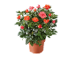 Rosier en pot avec des fleurs oranges et roses