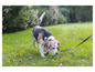 Un beagle renifle le sol dans l'herbe avec une laisse