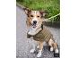 Un chien porte le manteau pour chien doublé MAX WORLD à l'extérieur. [image générée par l'IA]