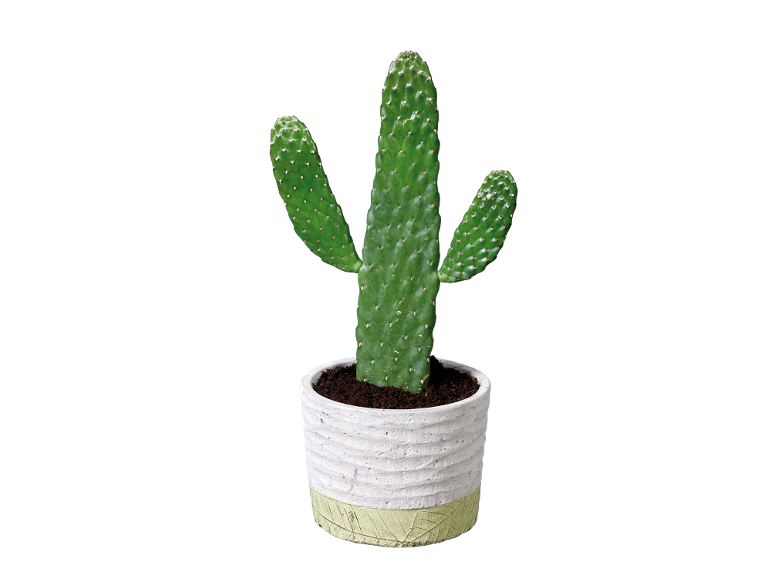 Cactus vert dans un pot blanc avec une base vert clair.