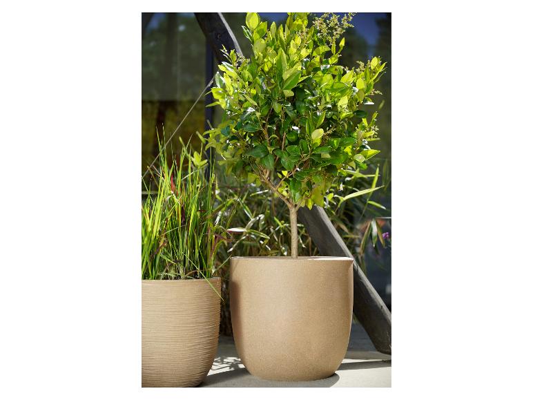 Deux pots de fleurs avec des plantes, l'un avec de l'herbe, l'autre avec un petit arbre, à l'extérieur.