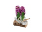 Jacinthes violettes dans une bûche en bois avec des décorations de Noël.