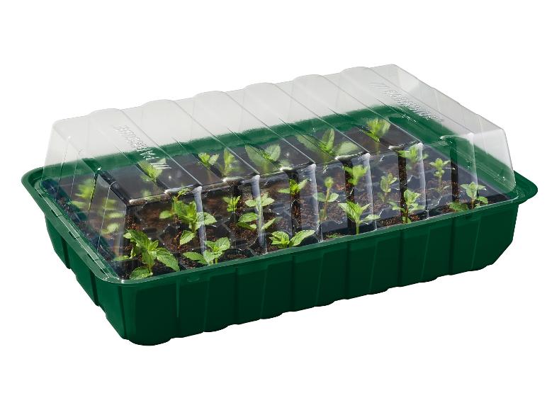 Mini-serre verte avec couvercle transparent, remplie de petites plantes en pot.