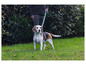 Un chien Beagle en laisse dans l'herbe.