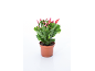 Cactus de Noël dans un pot marron avec des bourgeons et des fleurs roses.