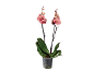 Orchidée avec des fleurs roses et des bourgeons dans un pot transparent.