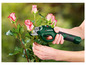 Une main utilisant des sécateurs Parkside pour tailler des roses.