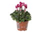 Cyclamen en pot avec des fleurs fuchsia et blanches, avec code-barres et numéro 138819.