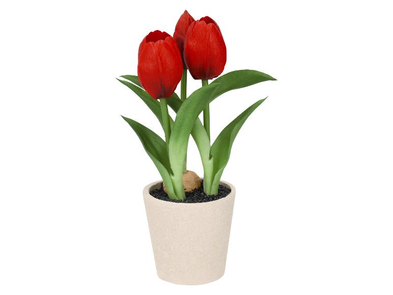 Tulipes rouges en pot avec de la terre noire