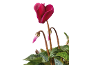 Fleur de cyclamen fuchsia avec feuilles vertes et bourgeons sur fond noir.