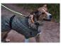 Chien avec manteau réfléchissant et collier lumineux se promène au crépuscule.