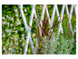 Une clôture blanche avec différents types de plantes, dont de l'herbe rouge et des plantes argentées.